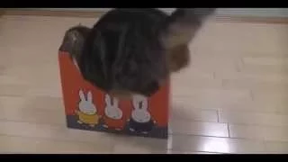 Подборка Смешного видео с Кошками - Кошки Жгут!