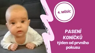 Pasení koníčků, týden od prvního pokusu - 6. prosince 2019