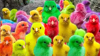 World Cute Chickens, Colorful Chickens, Rainbows Chickens, Cute Ducks, Cat, Rabbits,Cute Animals🐤🐤