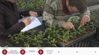 IFO_Plant selection