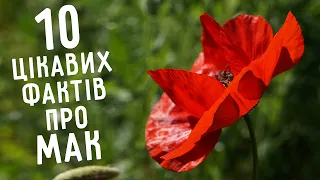 Наркотик, засіб для евтаназії, оберіг від нечисті, ласощі…| Мотай на вус