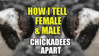 How Can I Tell Female and Male Black-capped Chickadees Apart?