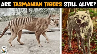 Is the Thylacine Alive and Hidden? The Truth about the Tasmanian Tiger