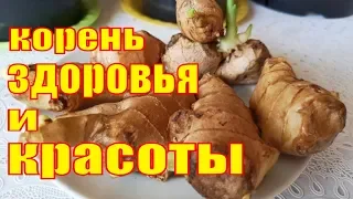 ИМБИРЬ. ПОСАДКА И УХОД.