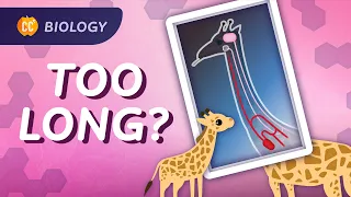 The Weird Thing About A Giraffe's Neck Nerve: Crash Course Biology #11