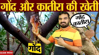 गोंद और गोंद कातीरा की खेती | Gum farming | Gond farming | Gond Katira ki kheti | gum Harvest #farm