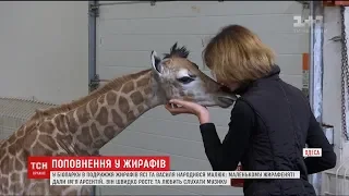 В Одеському зоопарку поповнення, там народилося жирафеня