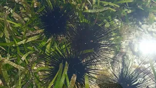 Spiny Sea Urchin (Diadema setosum)