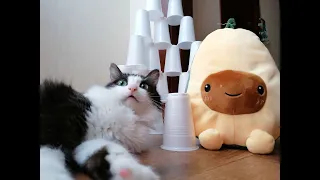 Extreme Cup Challenge! Can My Cats Cross the Course?