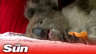 Vets work to save burnt koalas as 30,000 estimated to have died on Kangaroo Island in bushfires