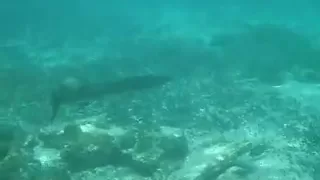 Barracuda attacks person