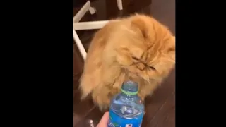 Splashing A Cat With Water Bottle In The Face