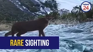 WATCH: Rare sighting of caracal on Lion's Head, Cape Town