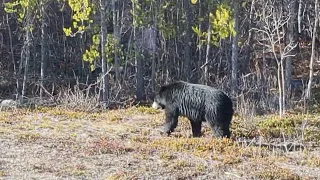 Wood Buffalo National Park near Fort Smith, Northwest Territories, Canada (2)