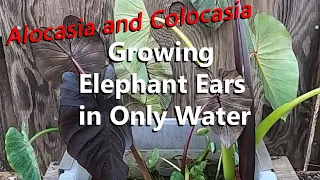 Elephant Ear Plants Growing in Only Water | Planting Colocasias in Outdoor Tropical Garden