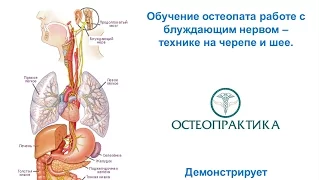 Обучение остеопата работе с блуждающим нервом – технике на черепе и шее