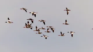 Duck Flight 2019 mbo blog