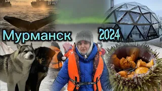 Териберка - Мурманск 2024: киты, северное сияние, морепродукты | ВЛОГ | Арктика