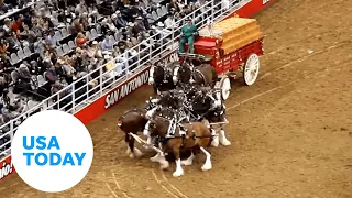 Budweiser Clydesdales get tangled at Texas rodeo, handlers rush to free horses | USA TODAY