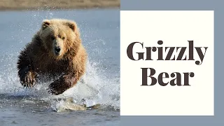 All About Grizzly Bears