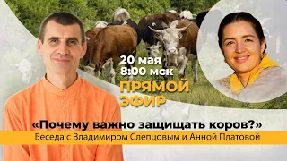 Почему важно защищать коров | Беседа Владимира Слепцова и Анны Платовой. 2 встреча