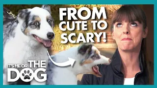 Australian Shepherd is Scaring off New Friends with Frightening Energy! | It's Me or The Dog