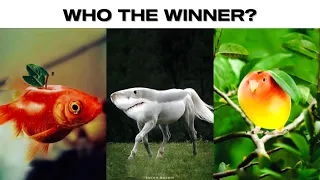 apple fish vs shark horse vs mango bird