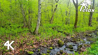 Rain Sound in the Spring Forest, Birdsong and the Sounds of a Stream