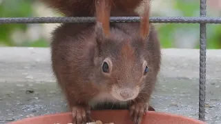 Tagträume🐿️Nüsse und Schlummern