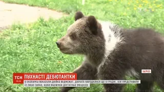 Пухнастий дебют: у харківському екопарку вперше показали двійко бурих ведмежат