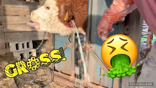 Lancing an Abscess on a Cow