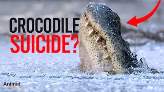 NEVER Save a Frozen Crocodile | Crocodile Hibernation | Animal Geographic