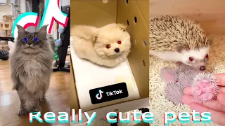 Funny and super cute pets on TikTok #34