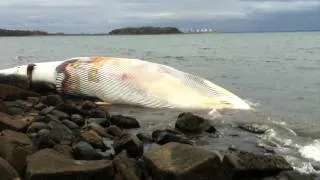 Dead whale washes ashore near Hull