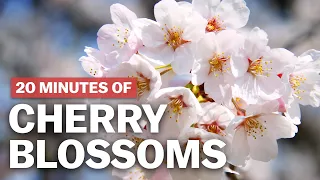 20 Minutes of Cherry Blossoms | japan-guide.com