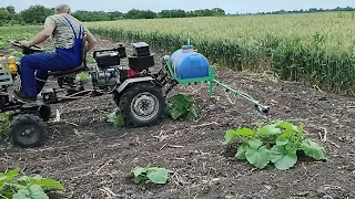 Підживлення гарбуза по листу .