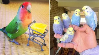 Baby Animals 🔴 Funny Parrots and Cute Birds Compilation (2021) Loros Adorables Recopilación #2