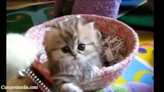 CUTENESS OVERLOAD ★ Animal Cuteness Overload Compilation (HD) [Funny Pets]