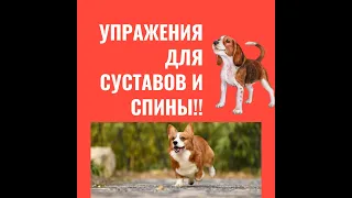 дог фитнес на улице. Упражнения для суставов и спины (полезно , особенно при дисплазии и артрозе)