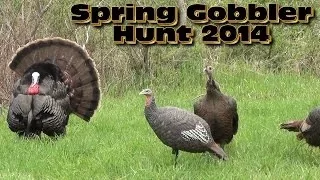 Double Camera Spring Gobbler Hunt 2014