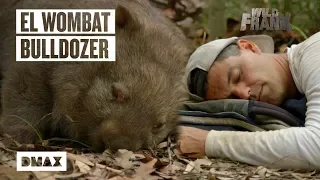 Wild Frank reconoce que este wombat australiano se parece bastante a él | Wild Frank