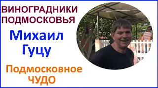 Подмосковные виноградники. В гостях у Михаилу Гуцу. 09 августа 2019 г.