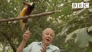 Bird interrupts David Attenborough | Attenborough's Paradise Birds - BBC