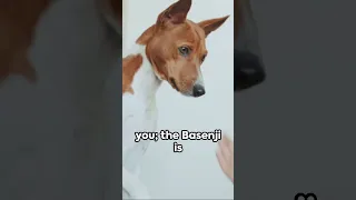 The Barkless Wonder: Meet the Basenji | Unique Dog Breeds #Basenji #BarklessDog #UniqueDogBreeds