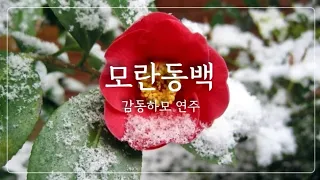 모란동백(나훈아 조영남) | 다이아토닉 하모니카 | 감동하모10