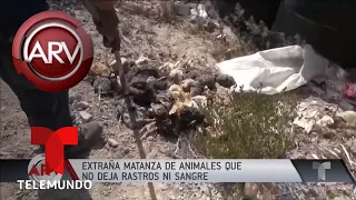 Alarma por muerte extraña de decenas de animales | Al Rojo Vivo | Telemundo