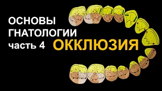 ОСНОВЫ ГНАТОЛОГИИ часть 4 ОККЛЮЗИЯ