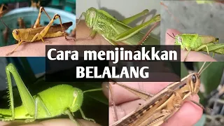 CARA menjinakkan BELALANG