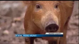 Clipping the feral hog population