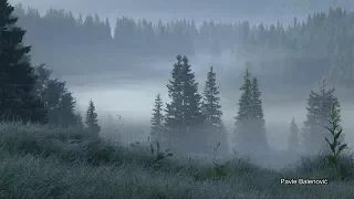 Overnight in the Brown Bear Habitat (u staništu medvjeda) Velebit